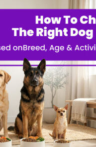 Best Dog Food in UAE 2026: The Complete Guide for Pet Owners by PetCentral UAE