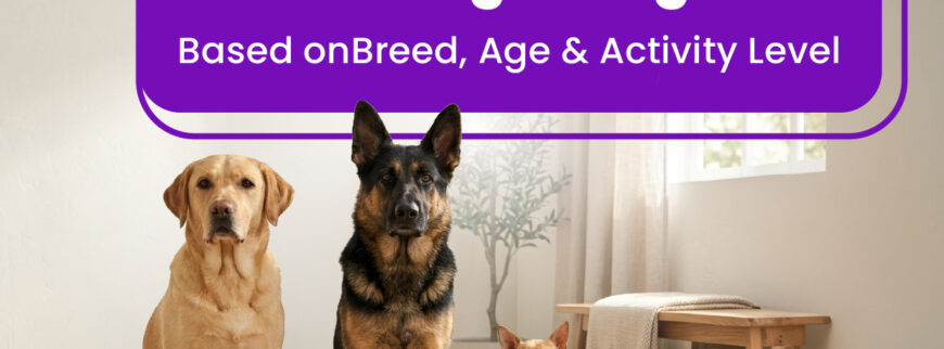 Best Dog Food in UAE 2026: The Complete Guide for Pet Owners by PetCentral UAE